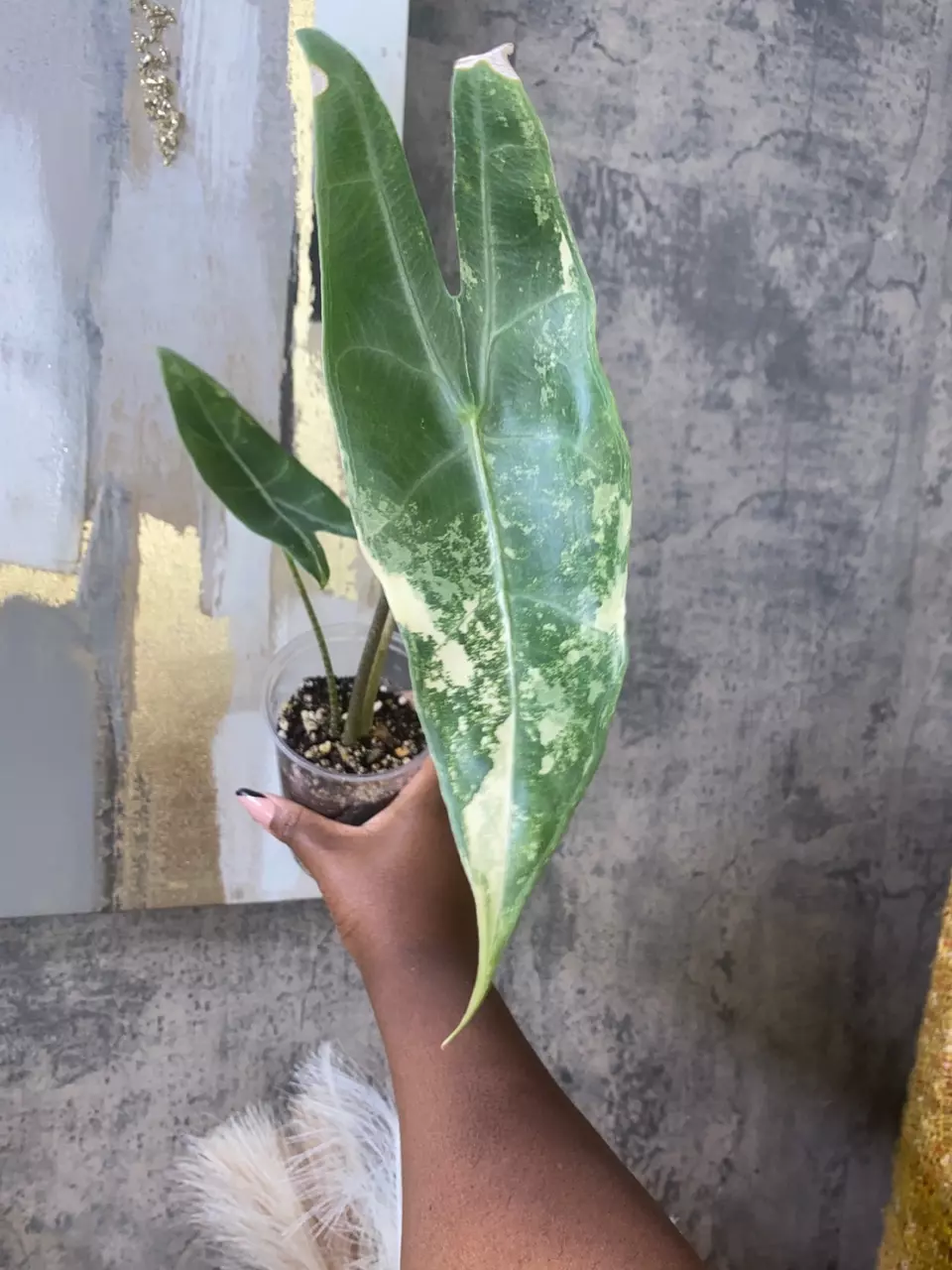 Alocasia Longiloba Albo thumbnail