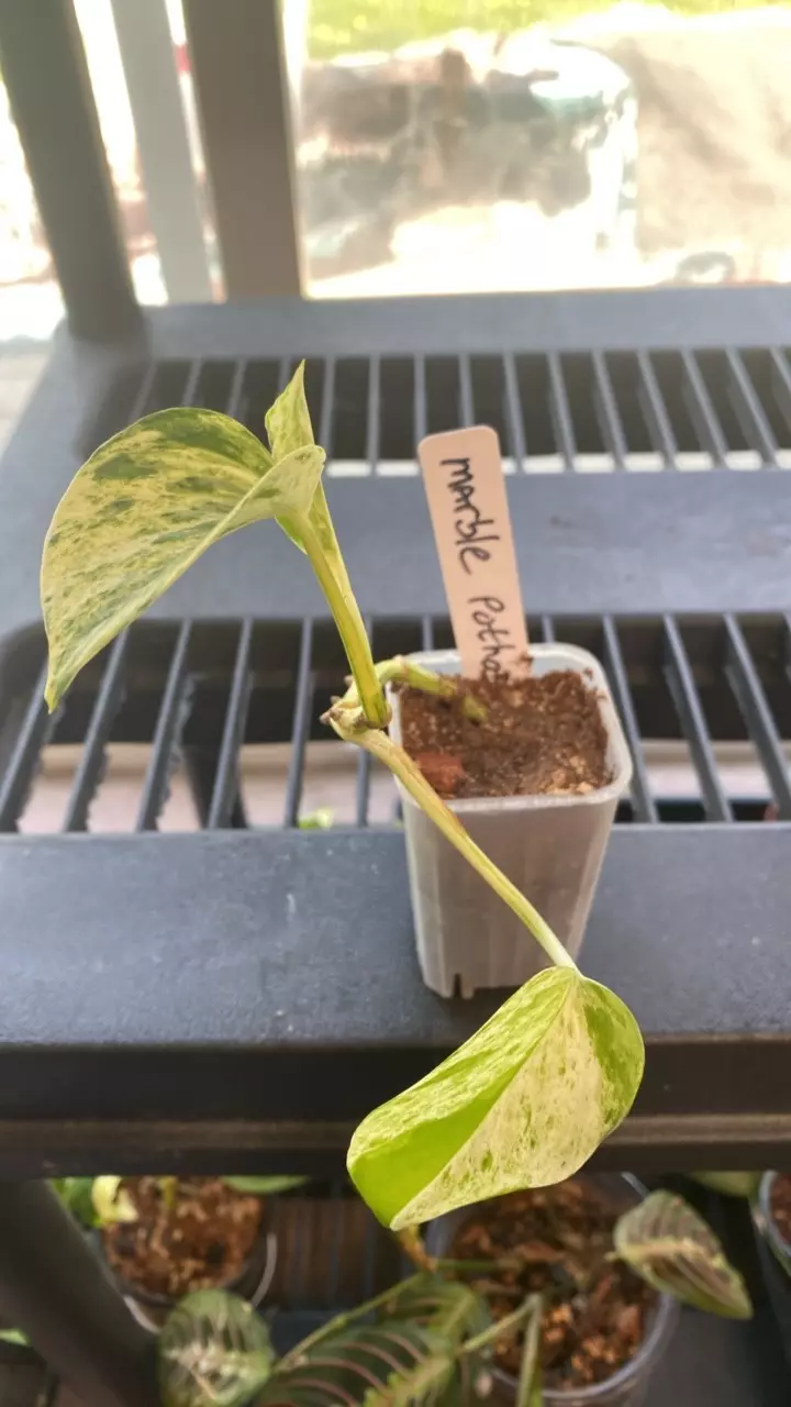Marble pothos thumbnail
