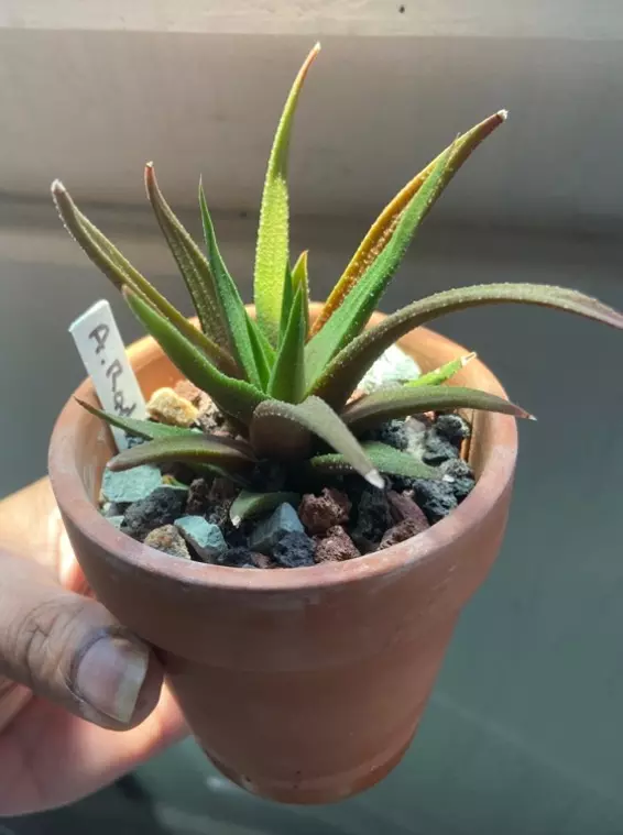 Haworthia Attenuate 3” thumbnail