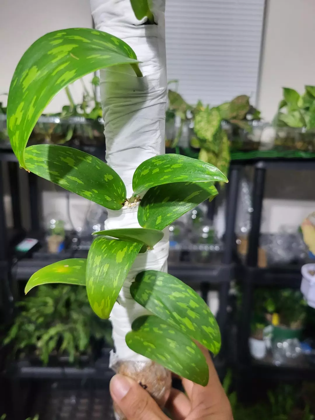 Scindapsus green army stabillo cutting thumbnail