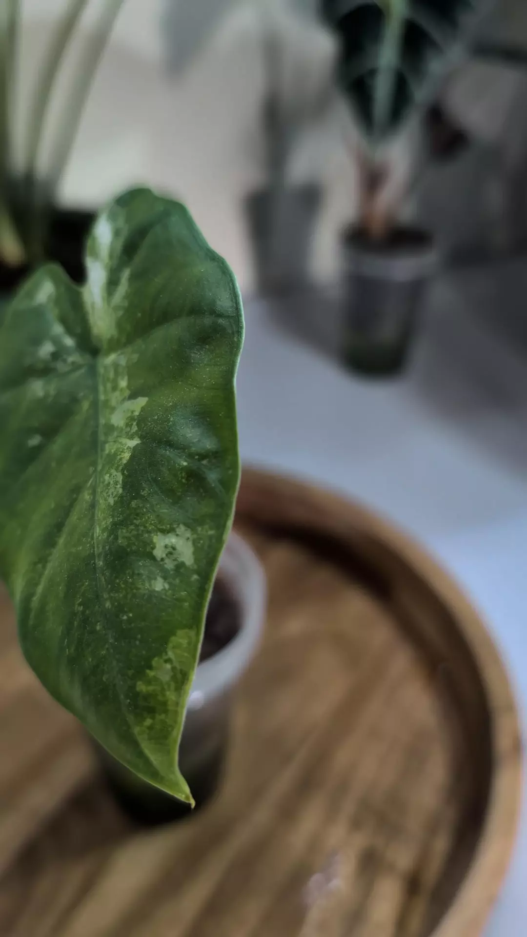 Alocasia Odora Batik Variegated thumbnail
