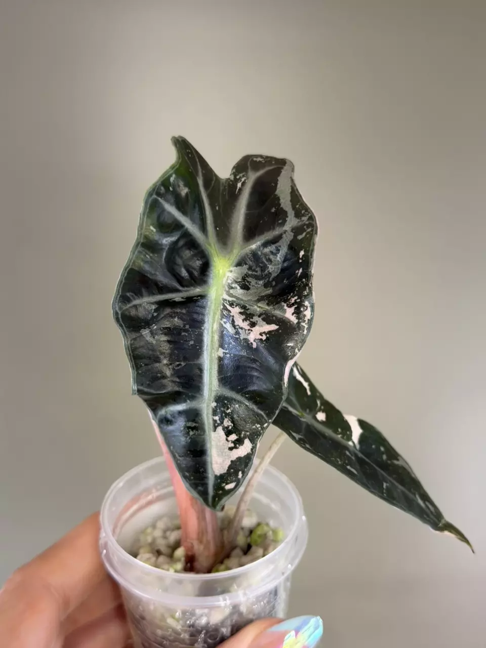 787 Alocasia True Pink Amazonica thumbnail