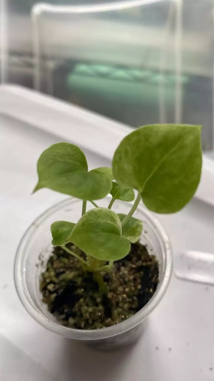 Pink Hookeri Aurea TC thumbnail