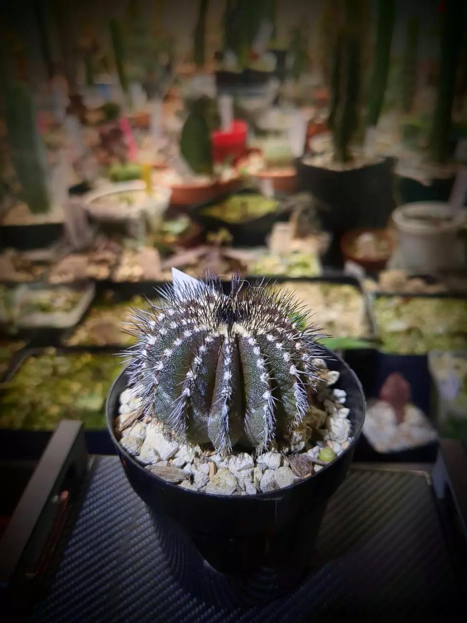 Uebelmannia Pectinifera thumbnail