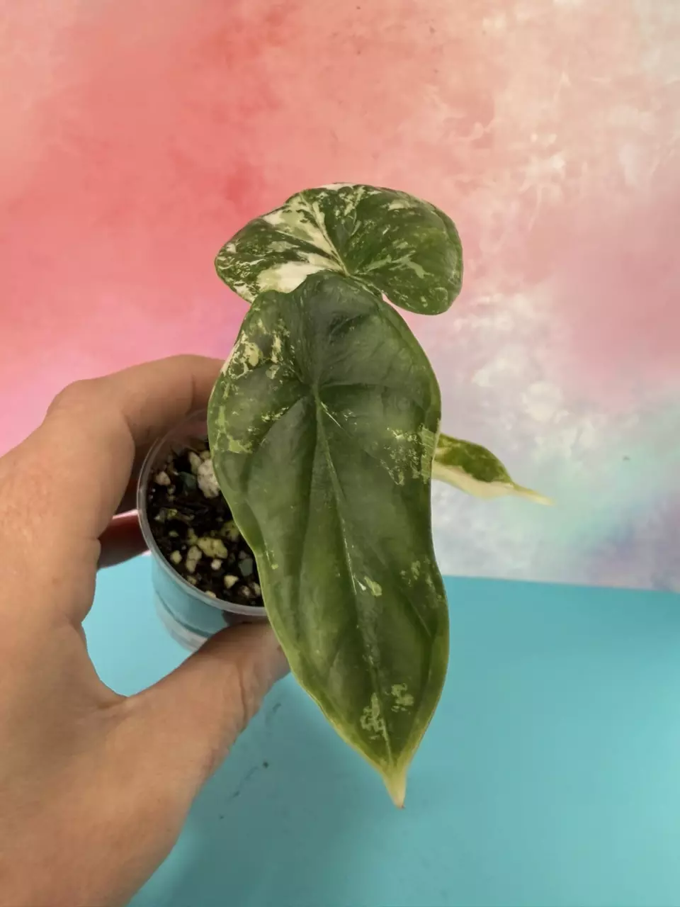 Alocasia Dragonscale Albo thumbnail