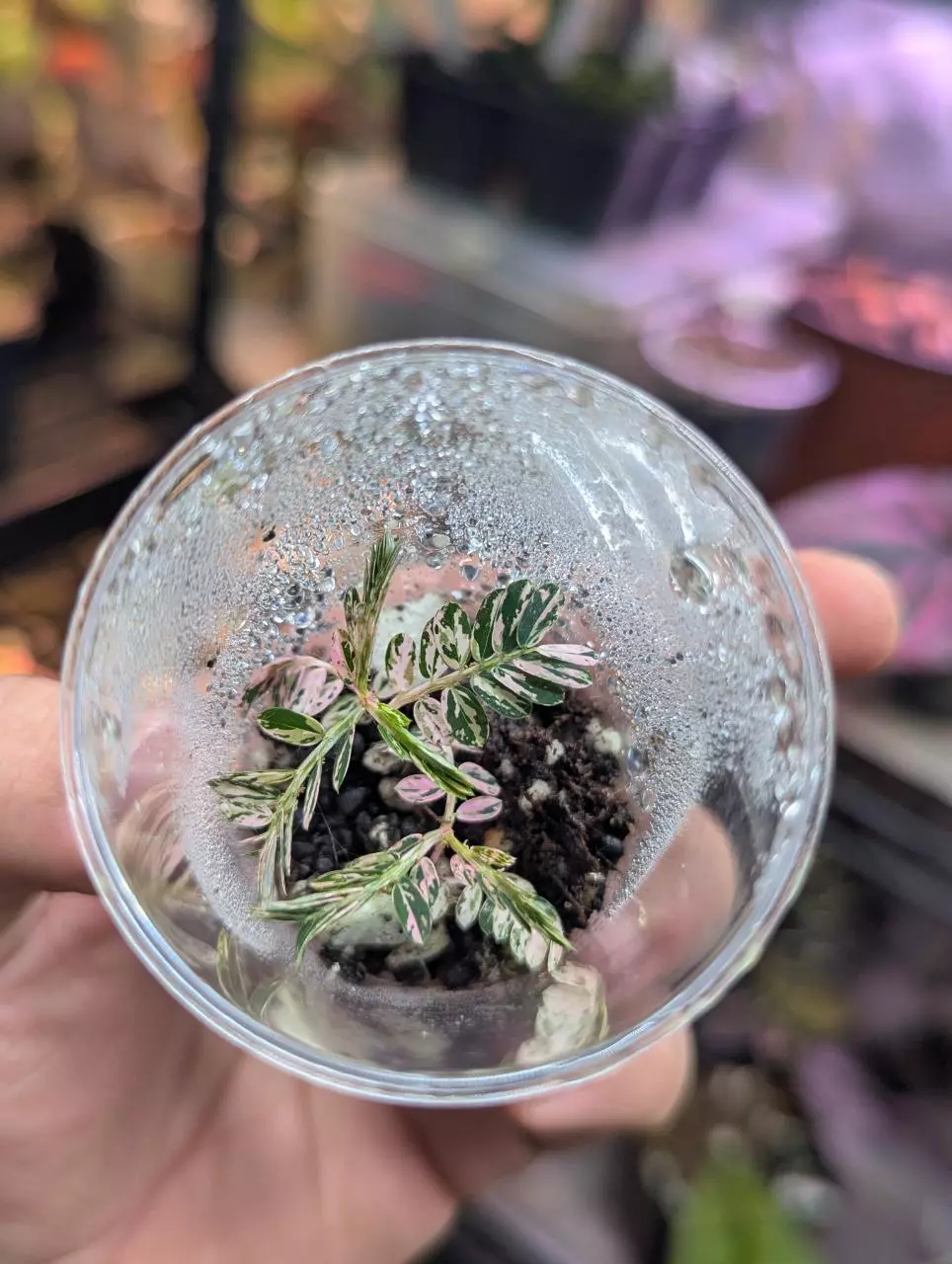 Phyllanthus urinaria pink variegated thumbnail