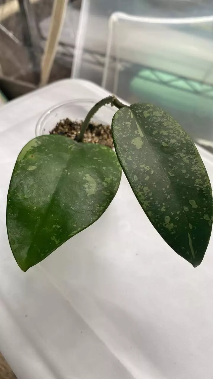 Hoya silver dollar splash thumbnail