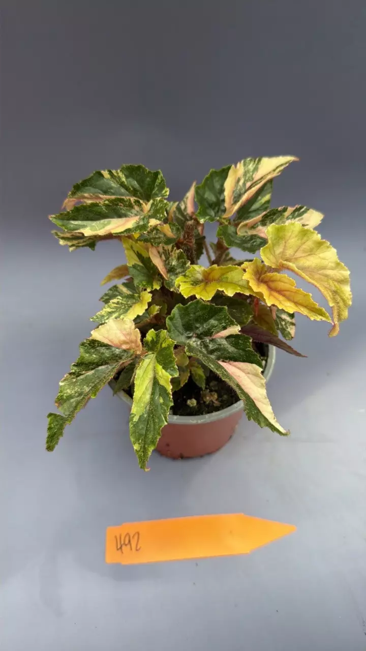Begonia Ginny Galaxy - 492 thumbnail