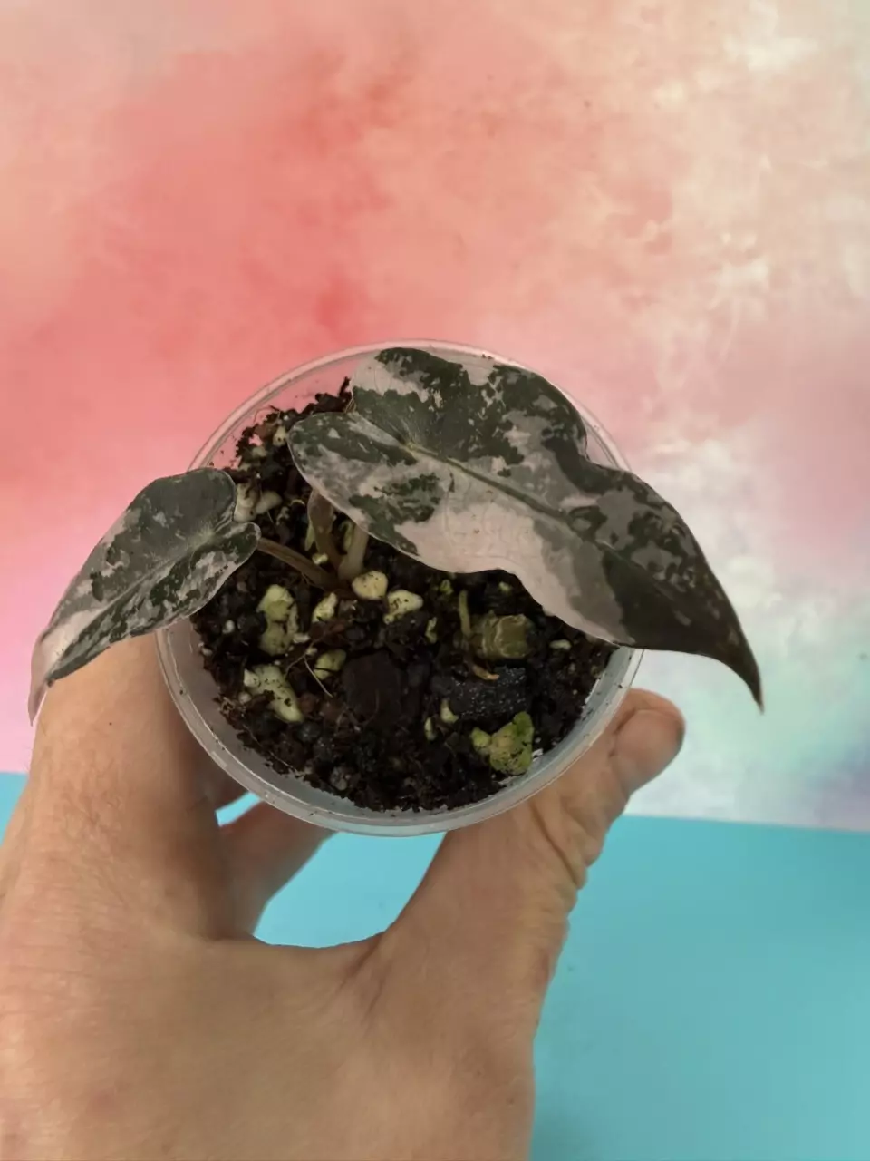 Variegated Pink Arrow Pink Bsmbino thumbnail