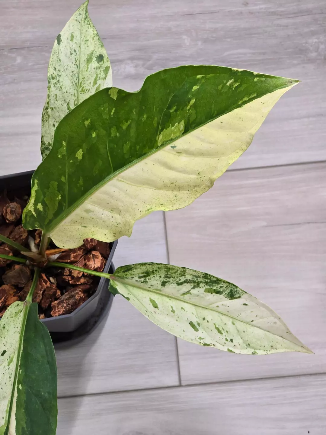 Anthurium Renaissance Variegated #521 thumbnail