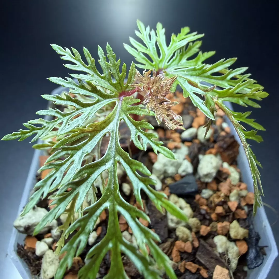 Begonia Bipinnatifida 3” EXACT PLANT thumbnail