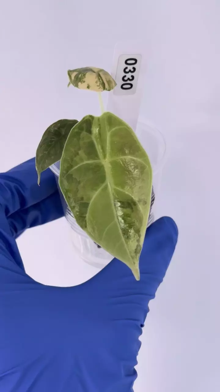 Alocasia Azlanii Aurea (orange) high var #330 thumbnail