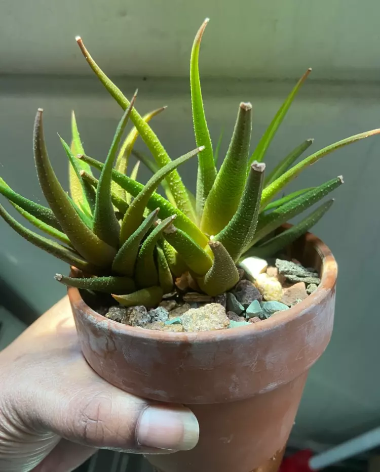 Haworthia Attenuate (2 Mothers & Pups) thumbnail