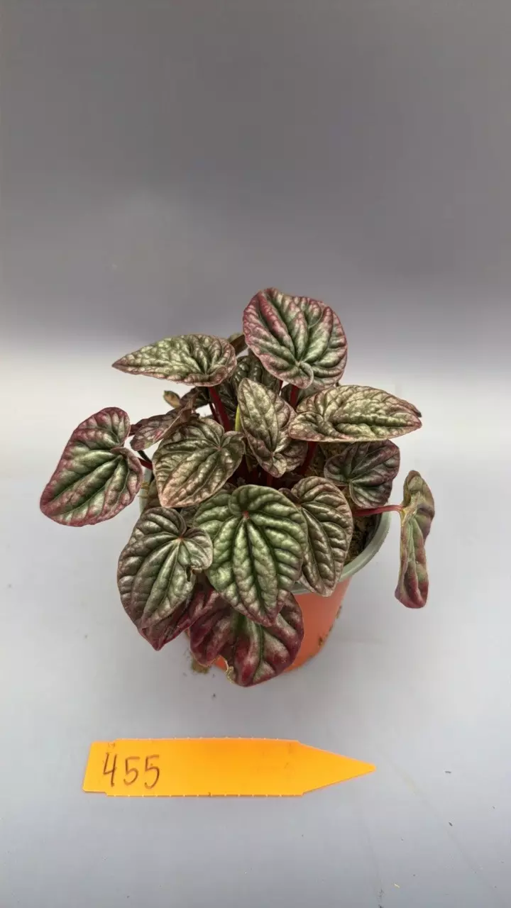Peperomia Caperata Red Beauty - 455 thumbnail