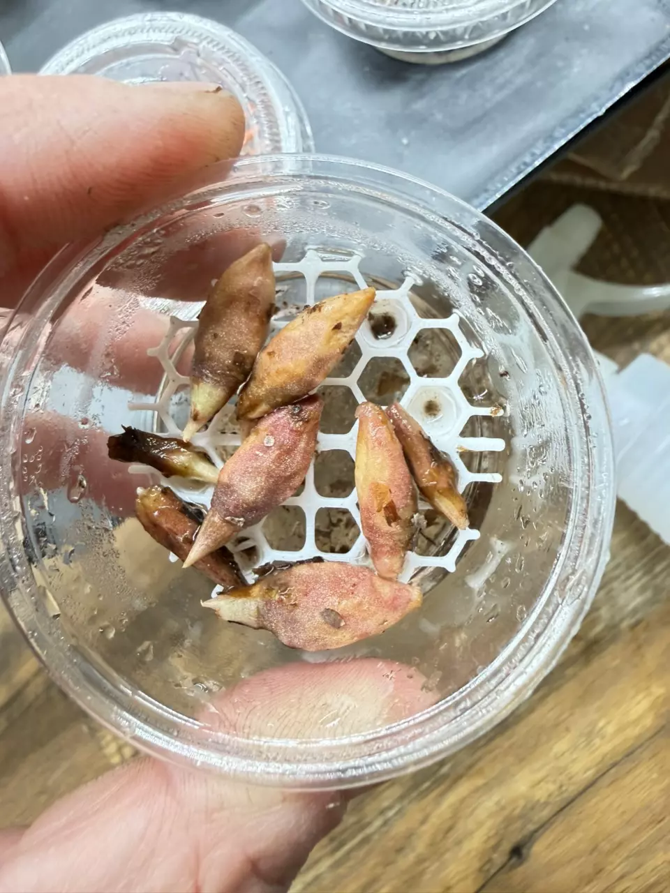 Alocasia Morocco Corms thumbnail