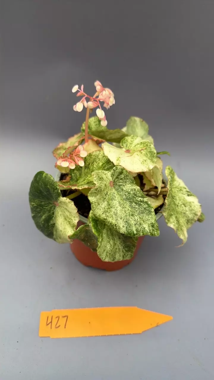 Begonia Rouge Variegated - 427 thumbnail