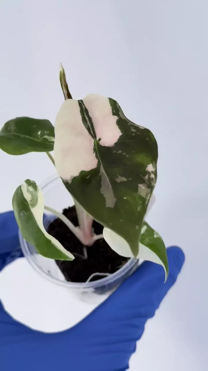 Alocasia Pink Chantrieri Pink high var #245 thumbnail