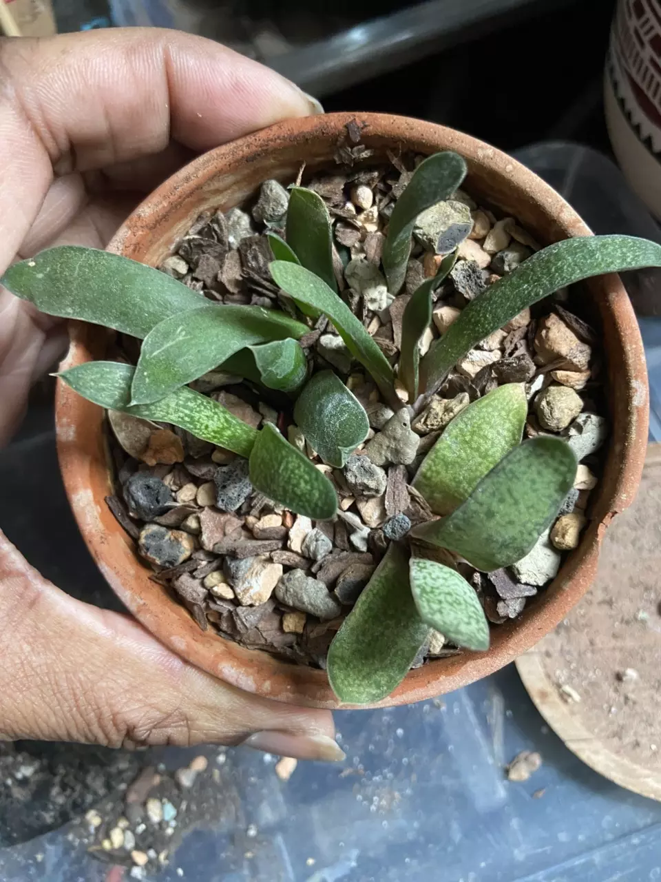 Gasteria Hybrid  Sp. ( Bundle of 2) thumbnail