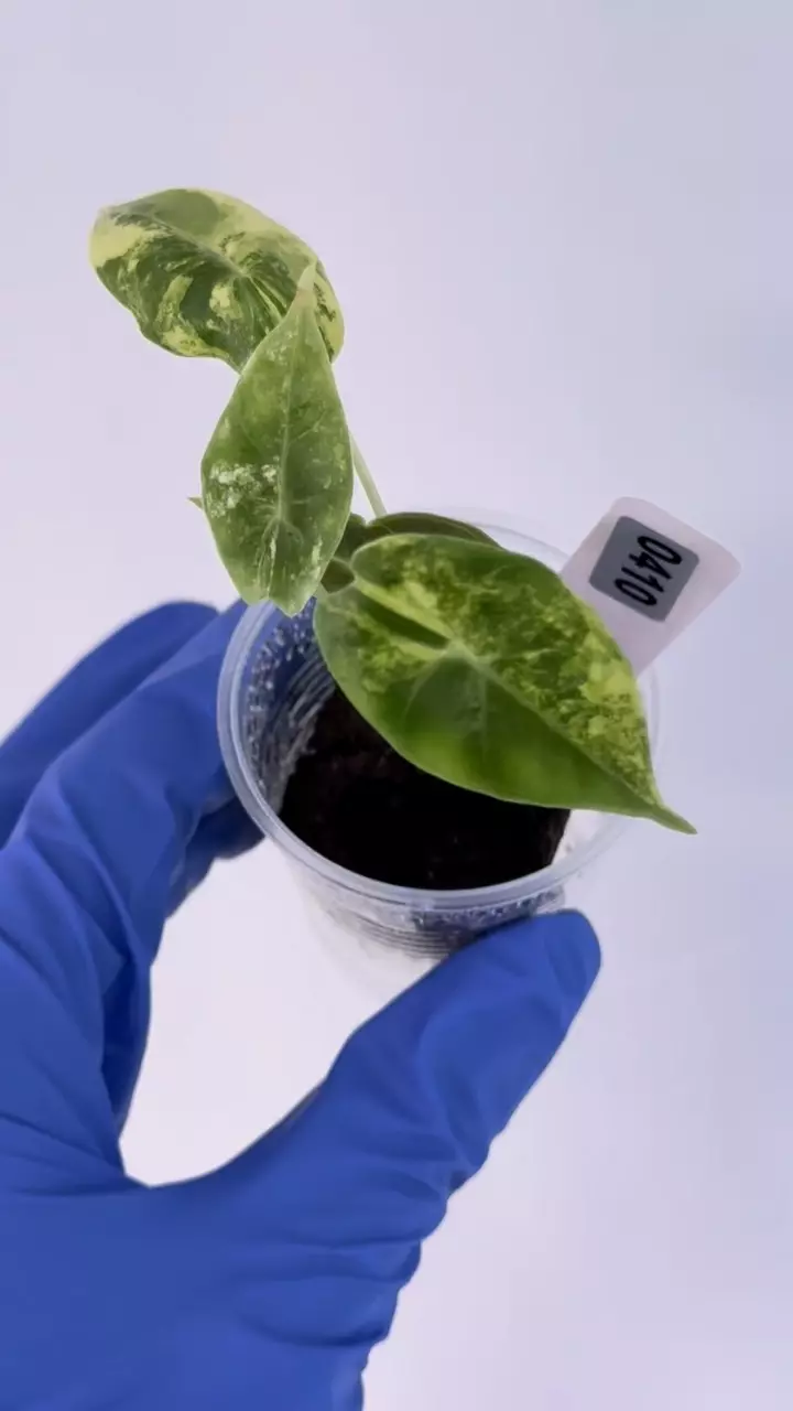 Alocasia Suhirmaniana Aurea Var #410 thumbnail