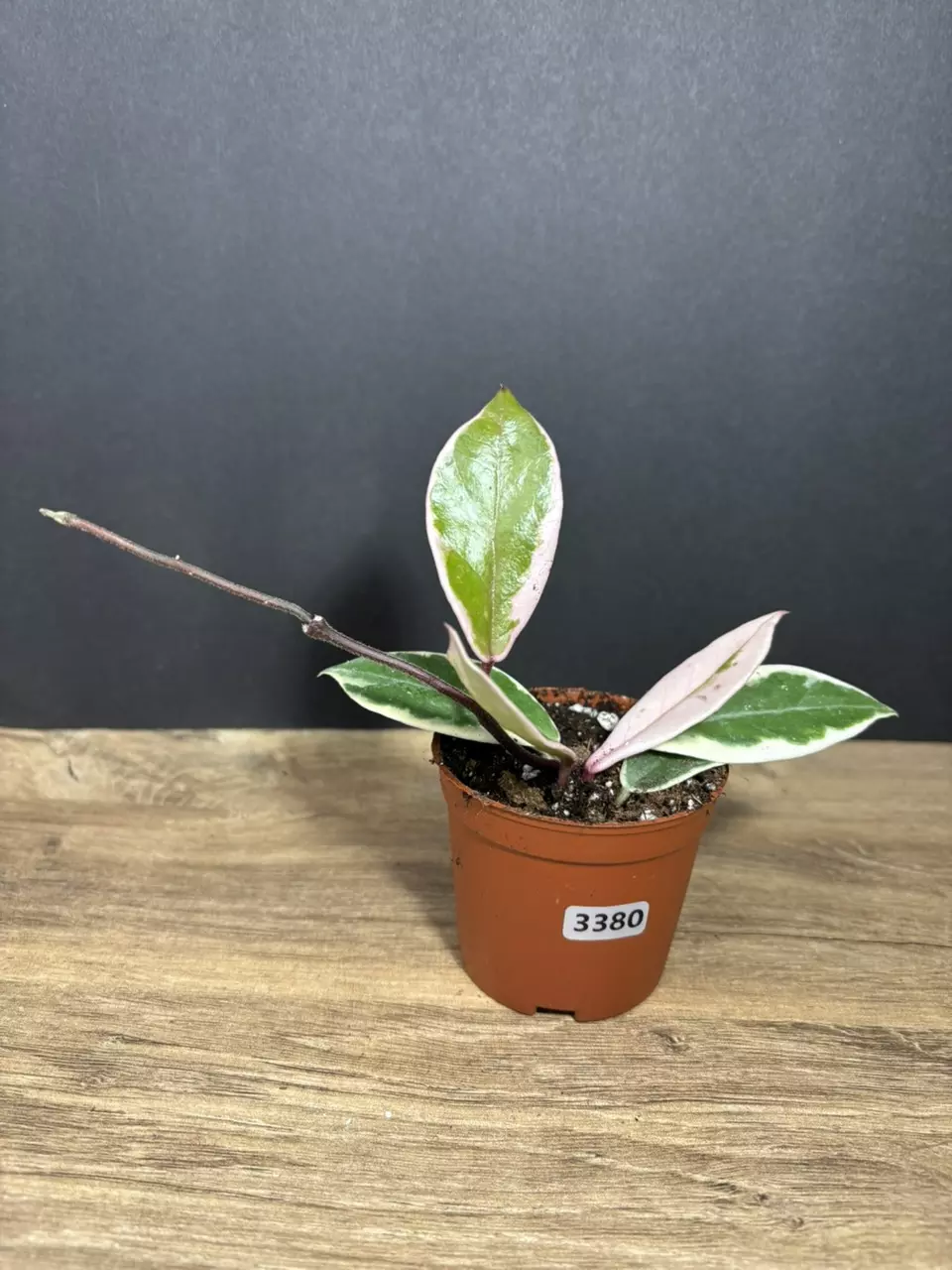 Hoya Flamingo Dream 3” 3380 thumbnail