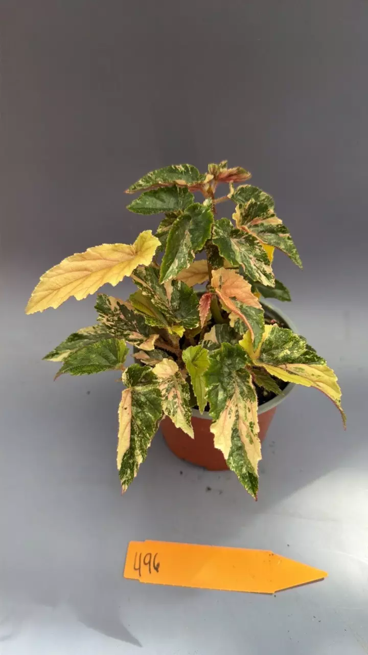 Begonia Ginny Galaxy - 496 thumbnail
