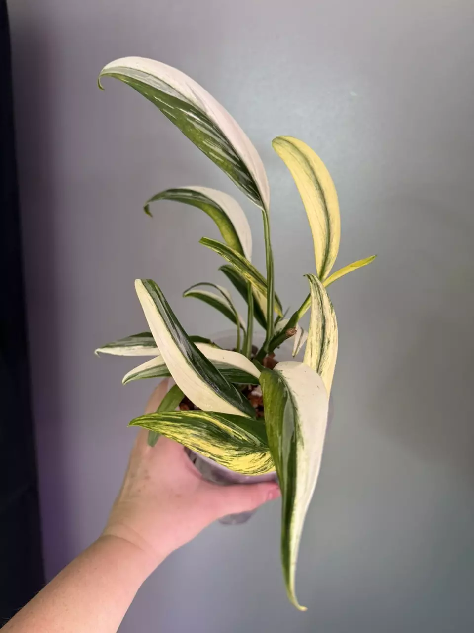 Epipremnum amplissimum silver streak albo thumbnail
