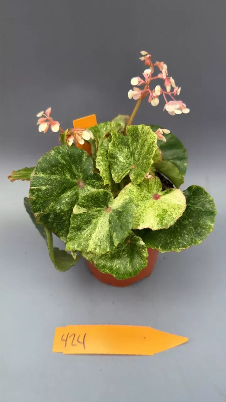 Begonia Rouge Variegated - 424 thumbnail