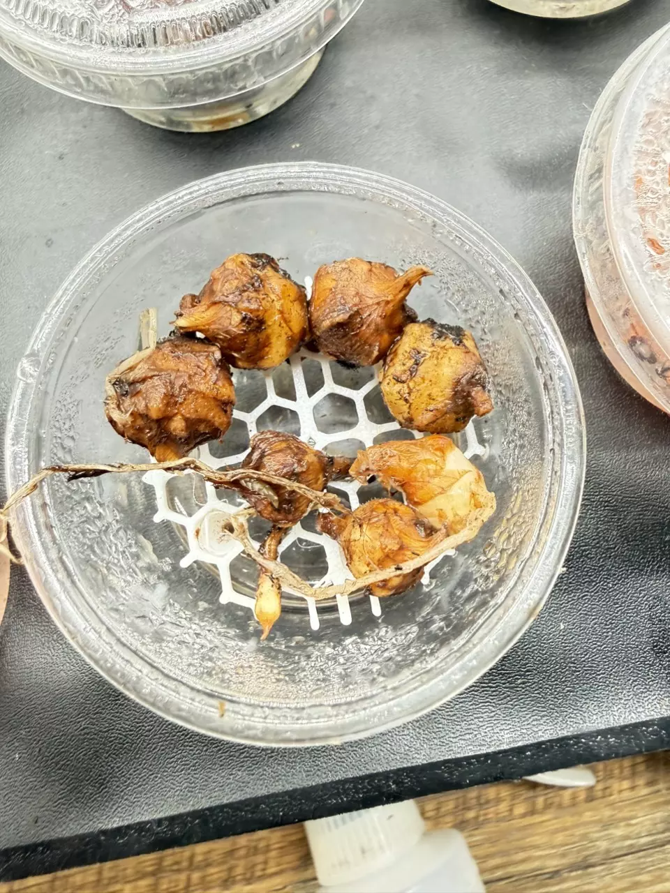 Alocasia Polly Corms thumbnail