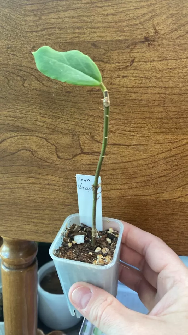 Hoya Varapol thumbnail