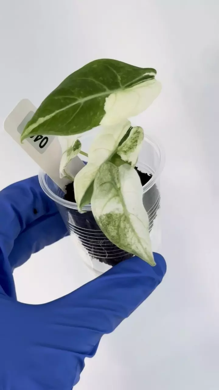 Alocasia Watsonia Velvety- Albo/mint high var #401 thumbnail