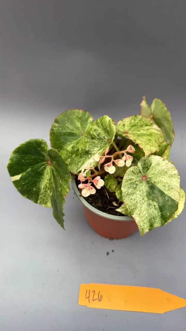 Begonia Rouge Variegated - 426 thumbnail