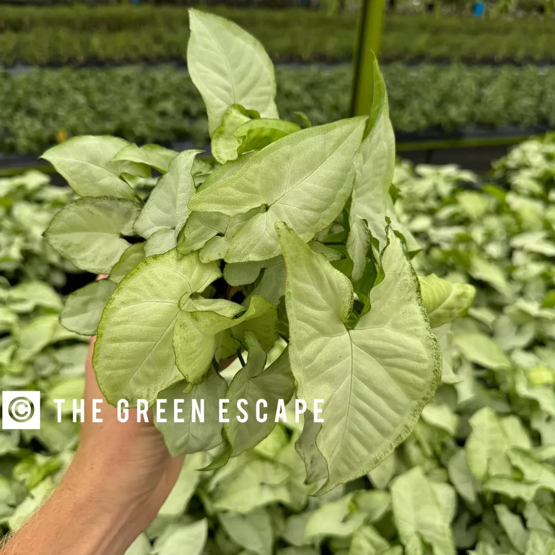 Syngonium White Butterfly  4” Pot Growers Choice thumbnail