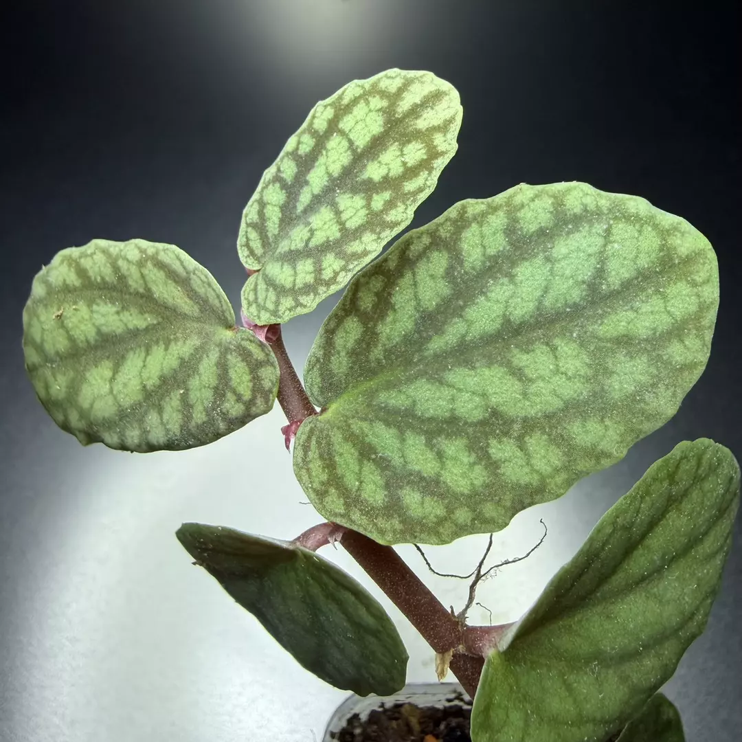 Pellionia Pulchra 1.5” EXACT PLANT thumbnail