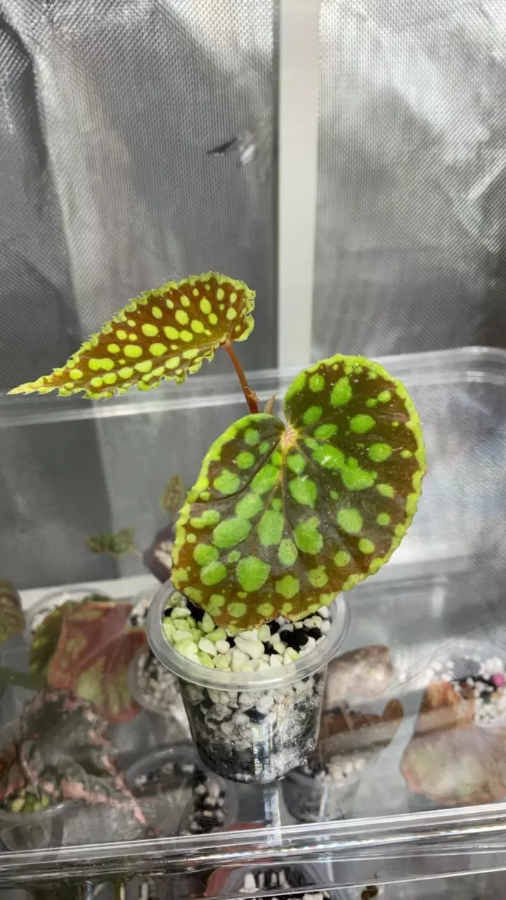 Begonia chlorosticta red form thumbnail