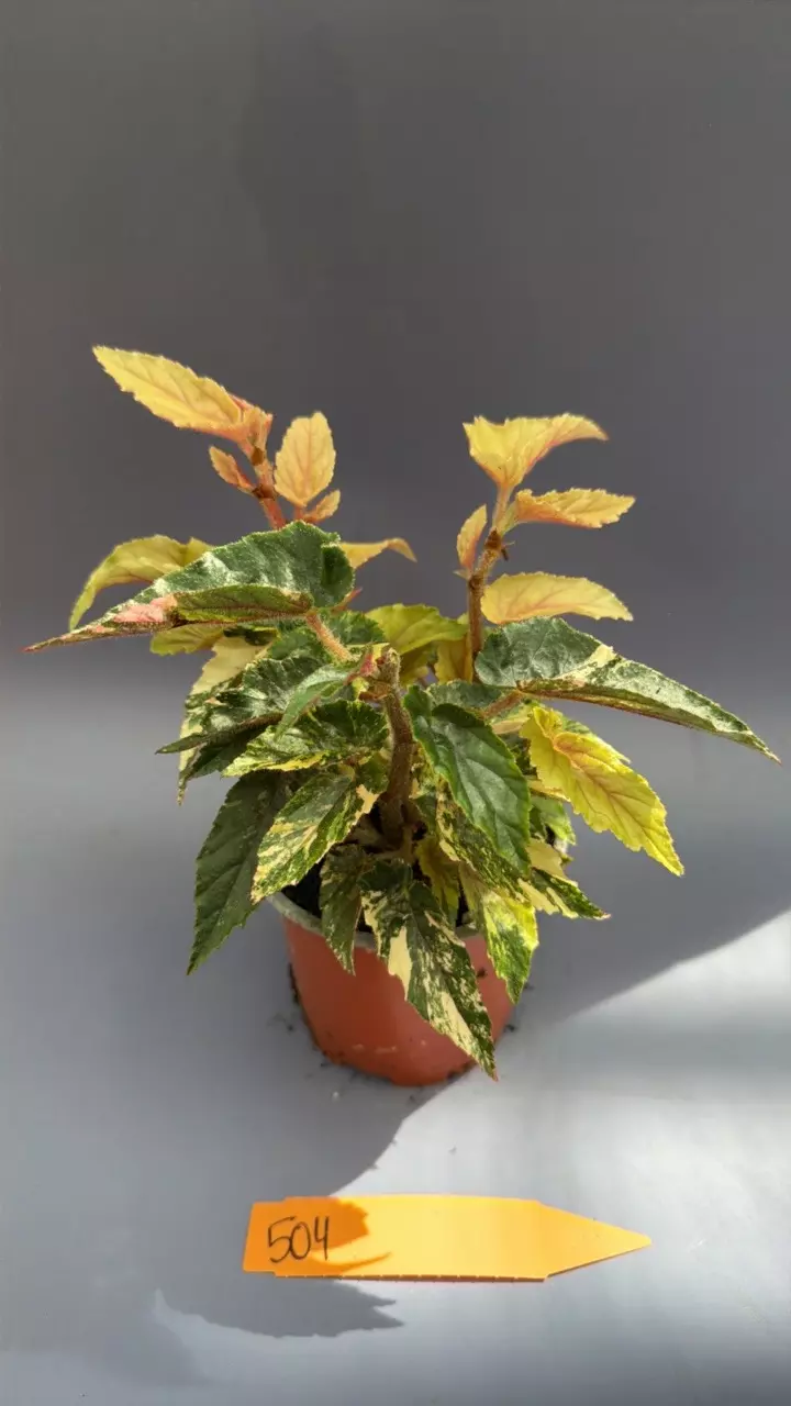 Begonia Ginny Galaxy - 504 thumbnail