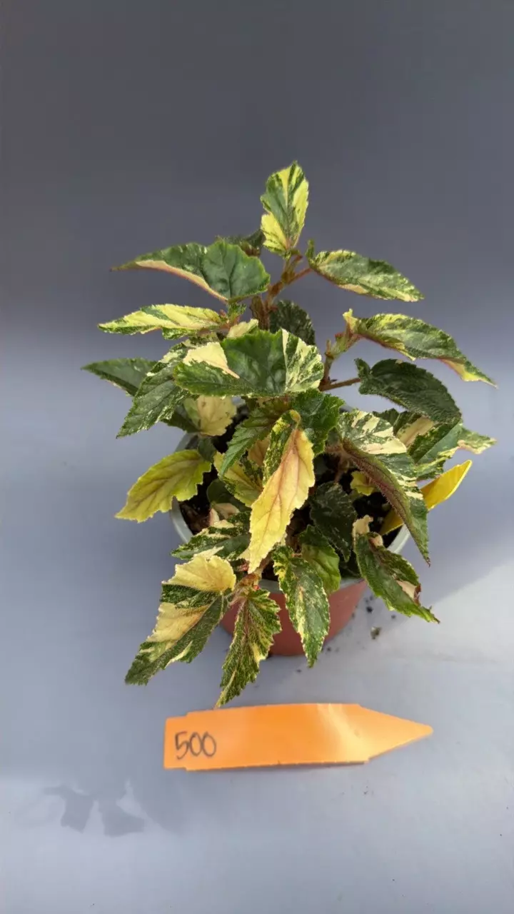 Begonia Ginny Galaxy - 500 thumbnail