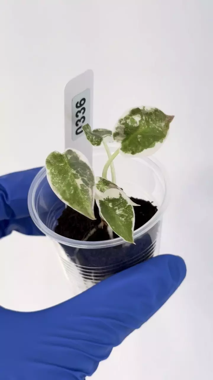 Alocasia Cuprea Pink Albo var #336 thumbnail