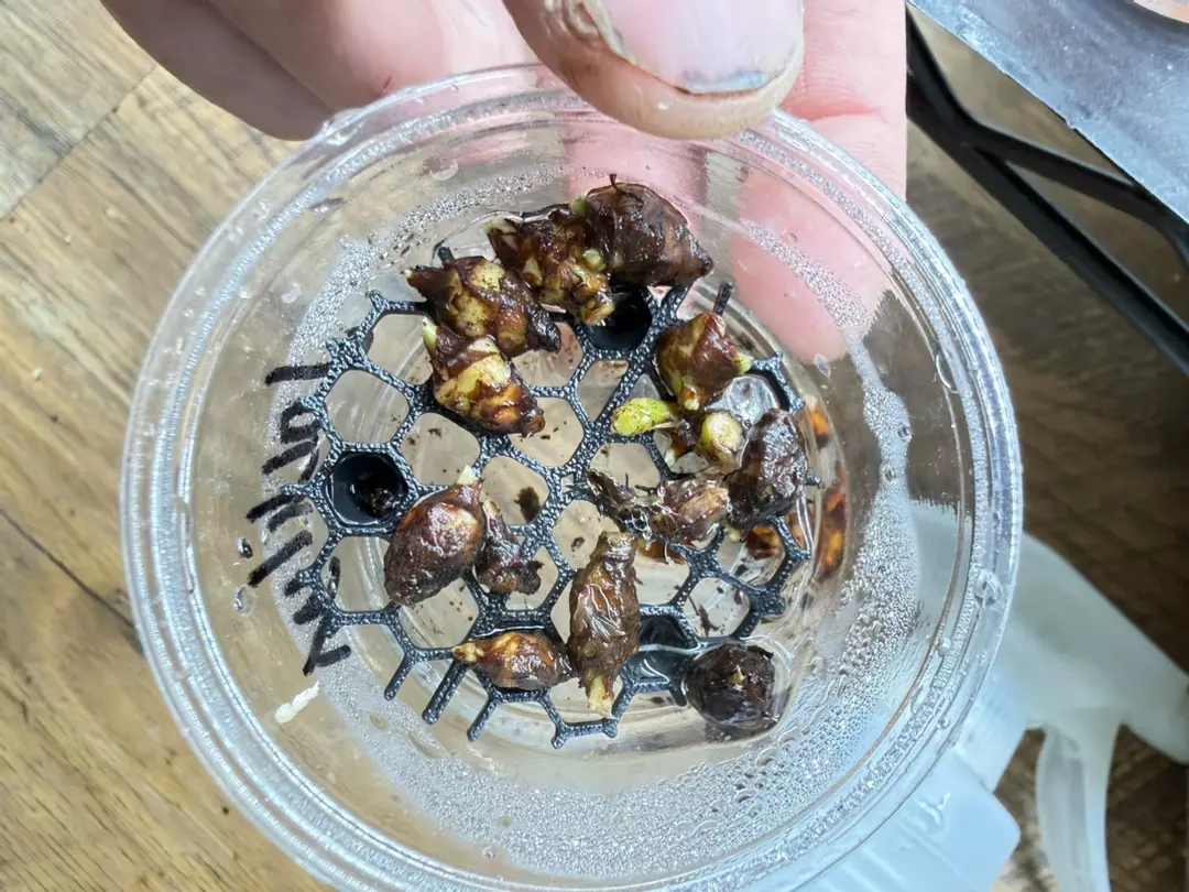 Alocasia Jacklyn Corms thumbnail