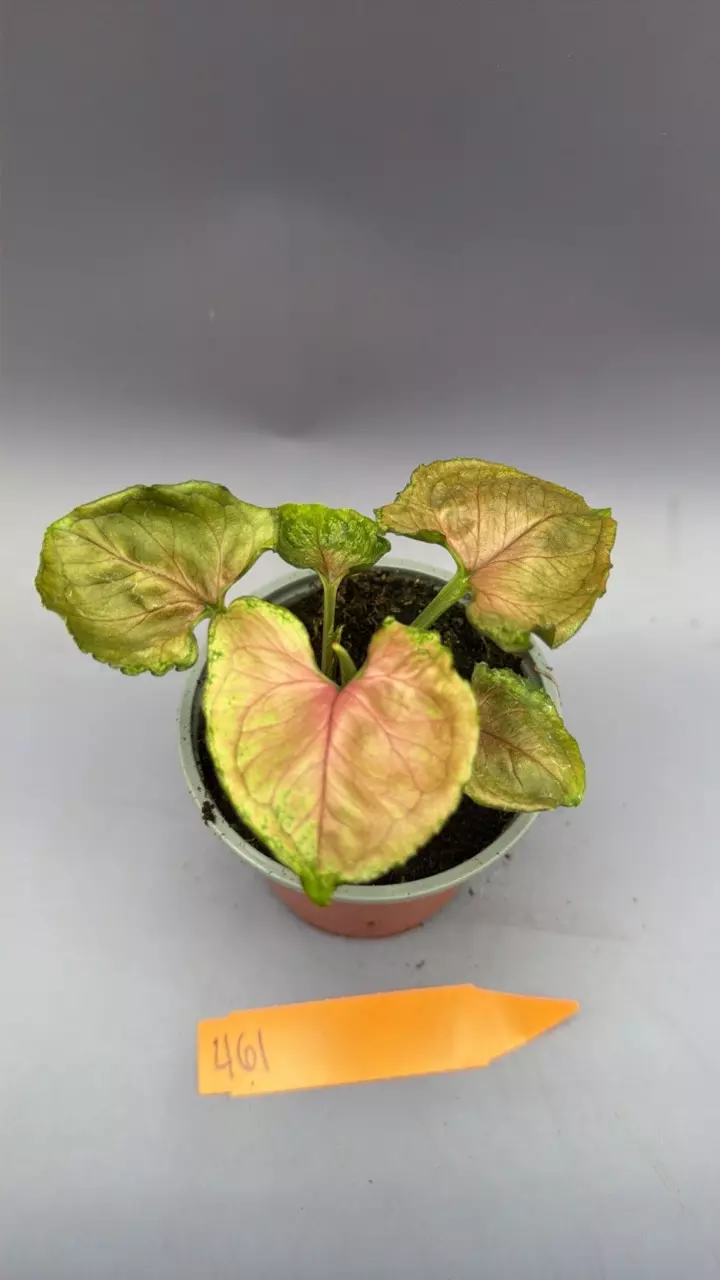 Syngonim Strawberry Ice - 461 thumbnail