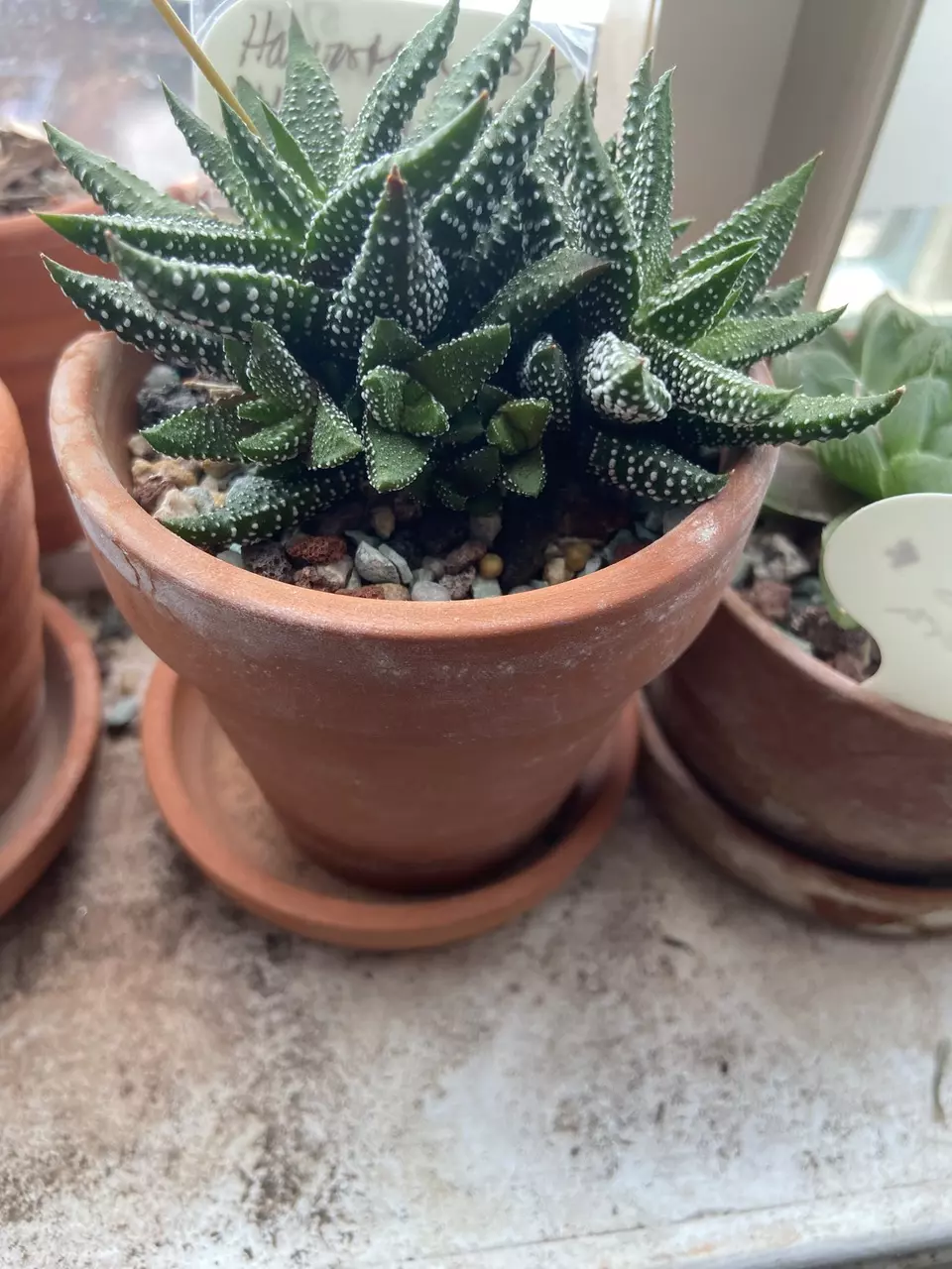 Angela’s Exotic Succulent Bundle (3) thumbnail