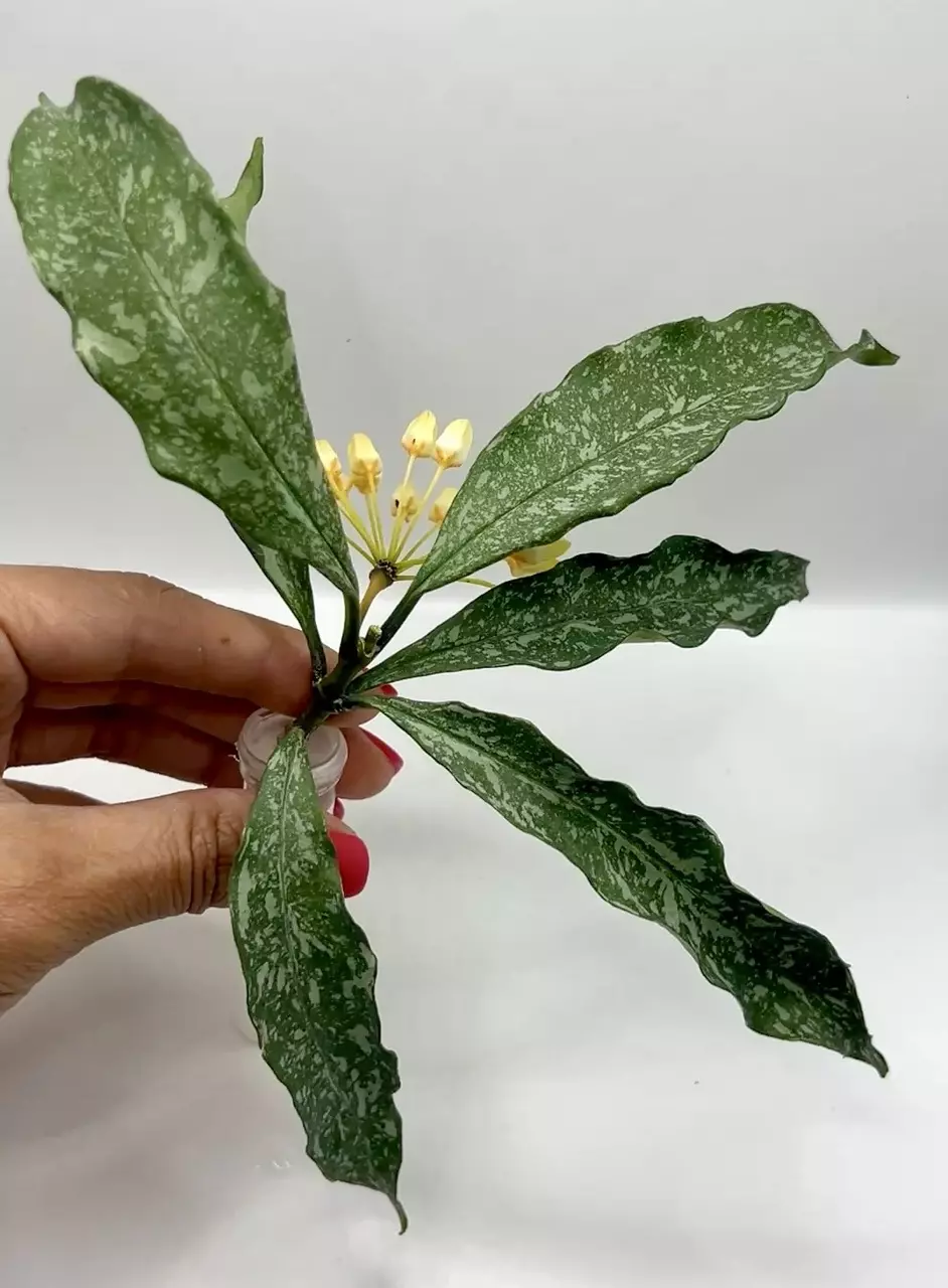 Hoya Occultata Silver thumbnail
