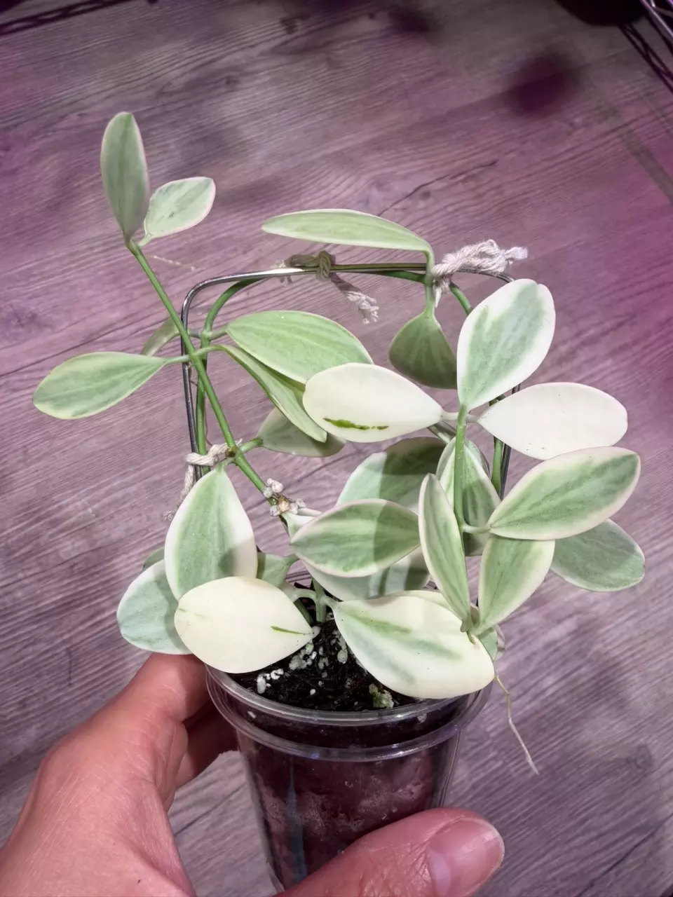 Dischidia Variegated Ointha thumbnail