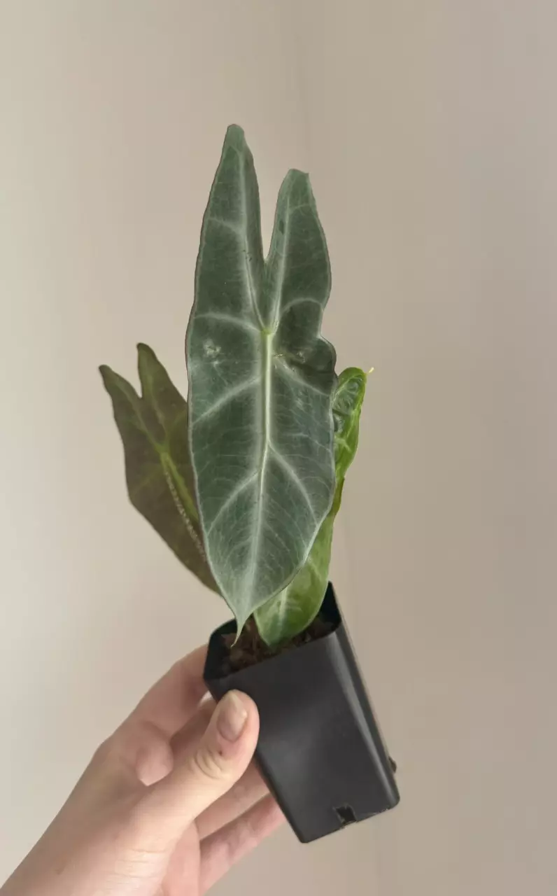 Alocasia Longiloba Denudata CORM thumbnail