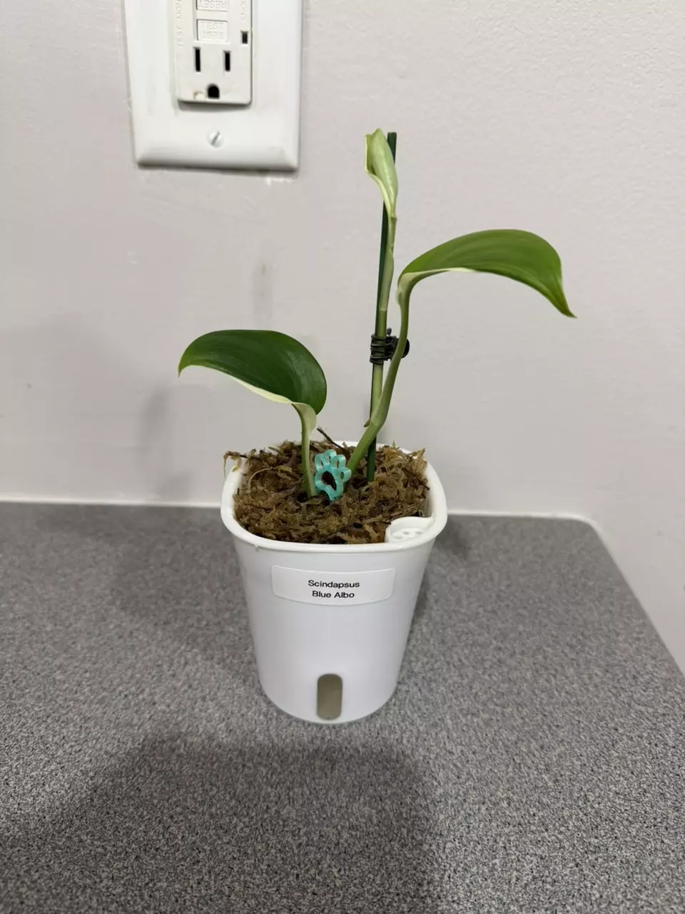 Scindapsus Blue Albo thumbnail