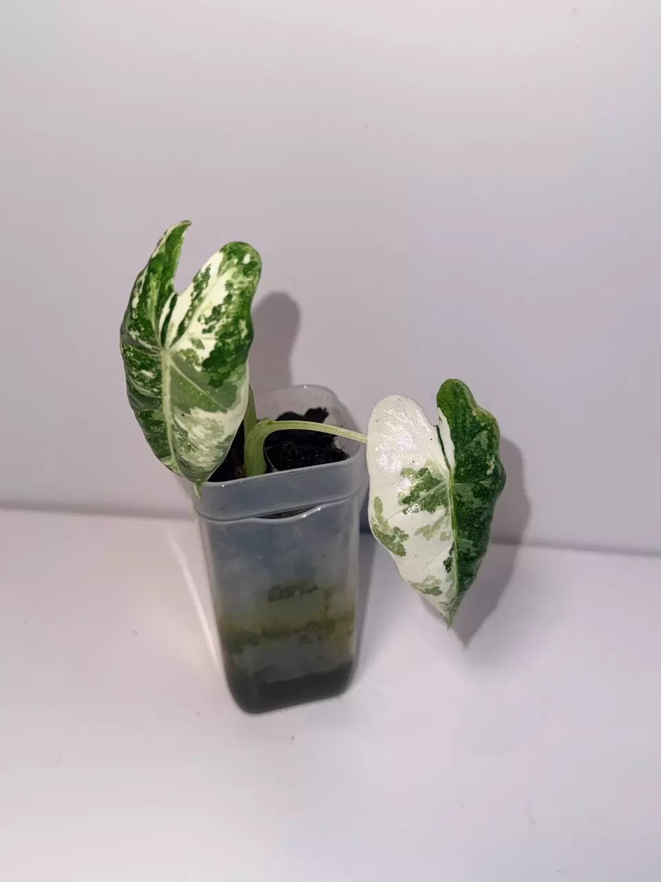 Alocasia Frydek Albo Variegated - Corm Grown thumbnail