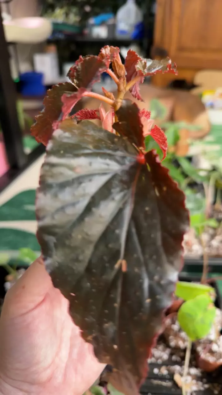 Black magic begonia thumbnail