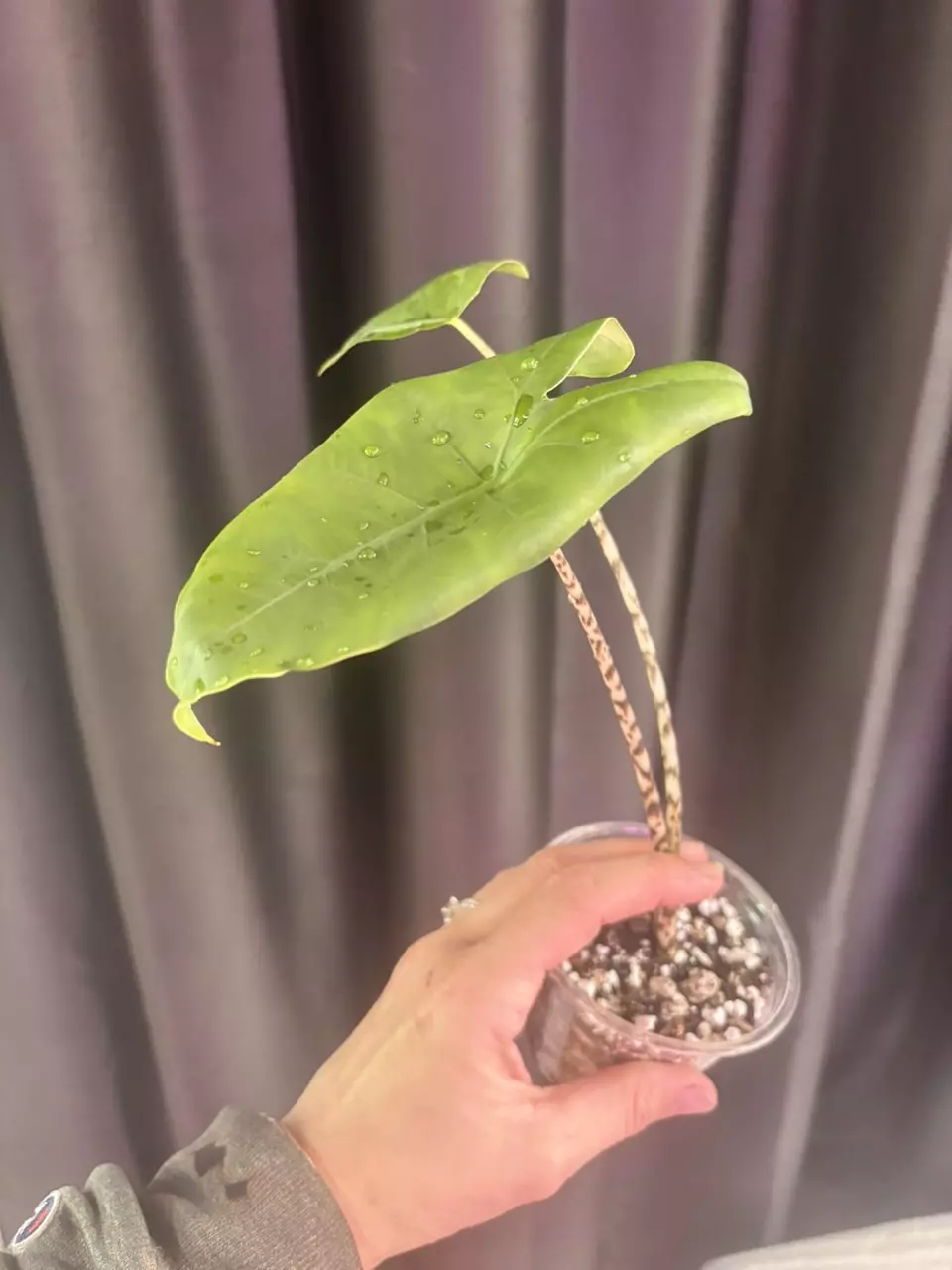 Zebrina Aurea possible revert thumbnail