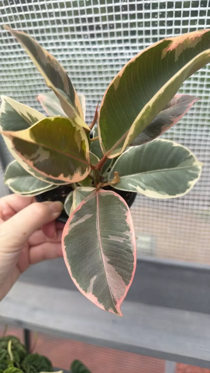 Ficus elastica ‘Ruby’ thumbnail