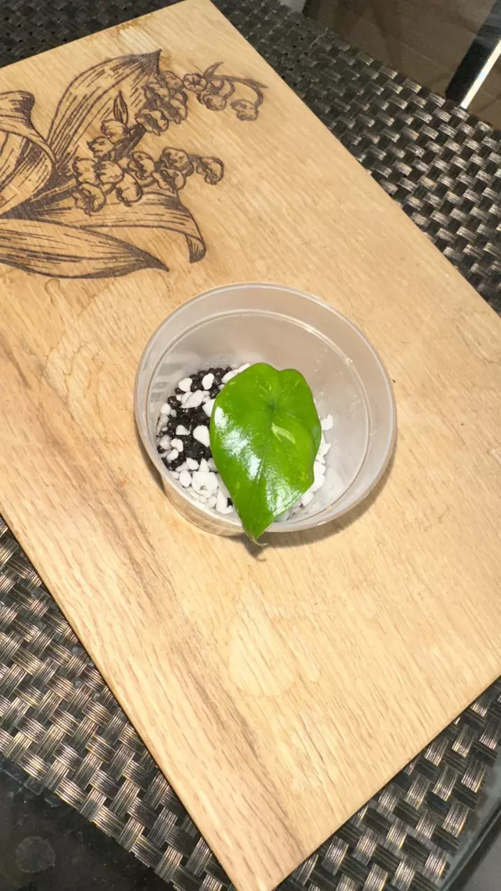 Alocasia Corazon Albo pup - #1 thumbnail