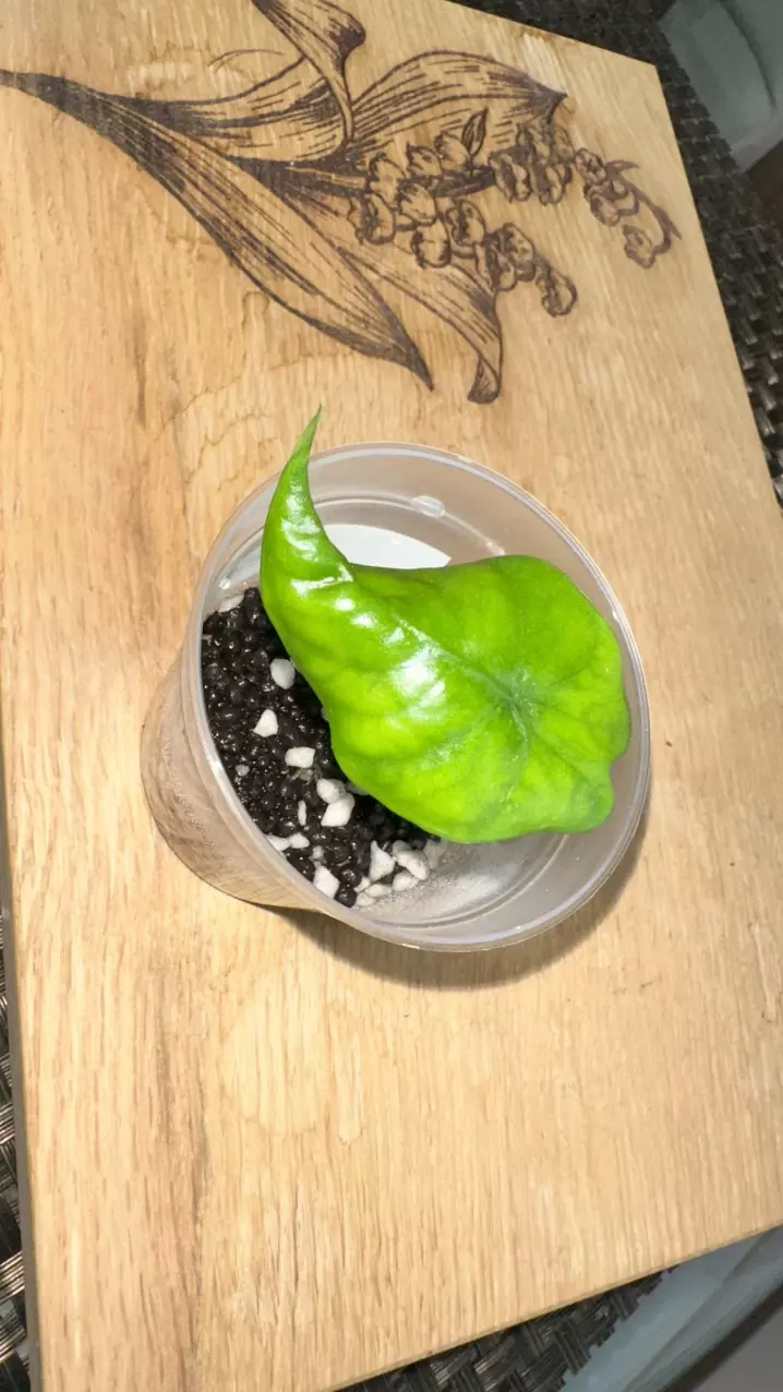 Alocasia Corazon Albo pup-#4 thumbnail